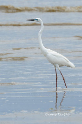 (Ardea modesta) Eastern Great Egret