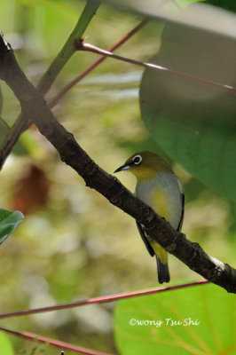 (Zosterops auriventer) Hume's White-eye