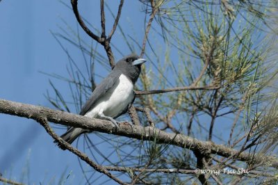 (Artamus leucorhynchus) White- Breasted Woodswallow