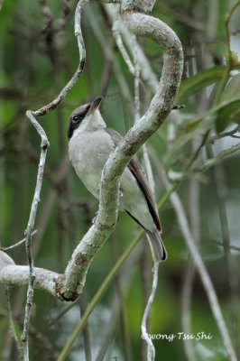 (Tephrodornis virgatus)Large Wood Shrike ♀