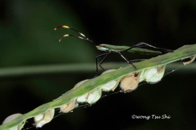 (Coreidae, Homoeocerus sp.)[B]Leaf-footed Bug
