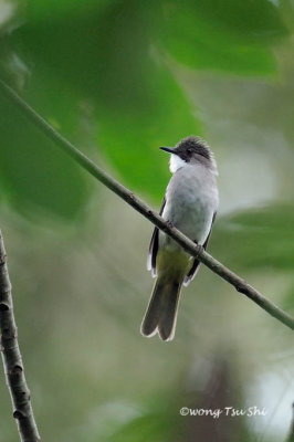 (Hermixos cinereus)Cinereus Bulbul