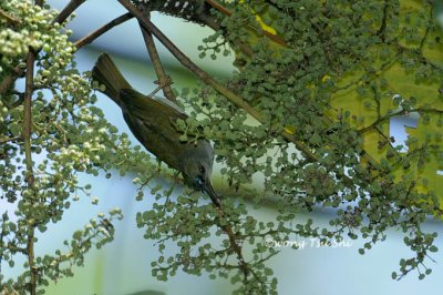 (Anthreptes simplex) Plain Sunbird ♂