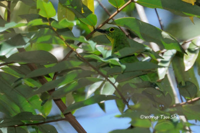 (Chloropsis sonnerati) Greater Green Leafbird ♀