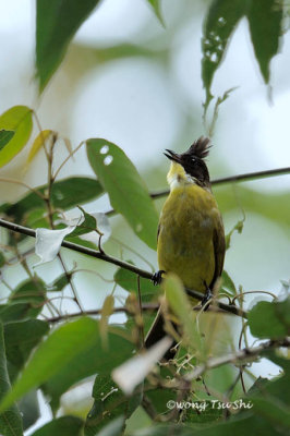 (Pycnonotus montis)*Bornean Bulbul