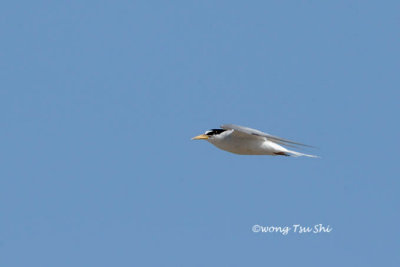 (Sternula albifrons) Little Tern