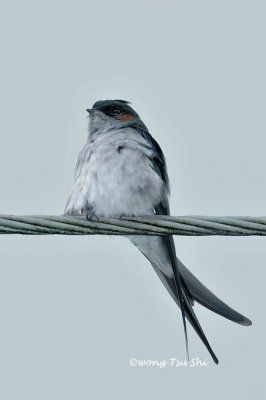 (Hemiprocne longipennis)Grey-rumped Treeswift ♂