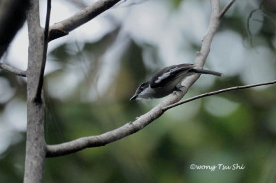 Hemipus picatus Bar-winged Flycatcher-shrike ♀