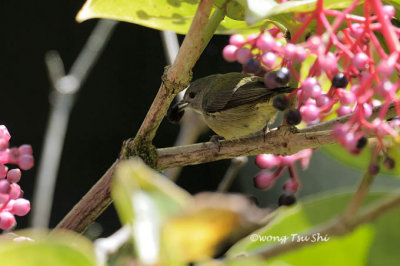 (Dicaeum monticolum) * Bornean Flowerpecker ♀
