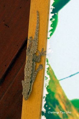 <i>(Cosymbotus craspedotus)</i> <br /> Frilly Forest Gecko