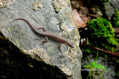 <i>(Sphenomorphus sabanus)</i> <br /> Sabah Litter Lizard