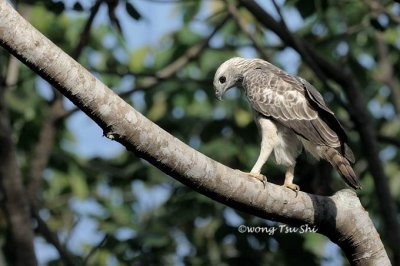 <i>(Nisaetus limnaeetus)</i><br />Changeable Hawk-eagle - Pale Morph