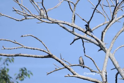 (Agropsar philippensis) Chesnut-cheeked Starling