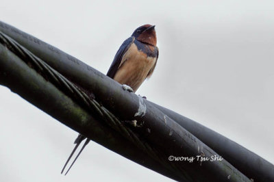 (Hirunda rustica tyleri/saturata) Barn Swallow