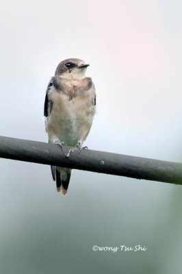 (Hirunda rustica gutturalis) Barn Swallow juvenile