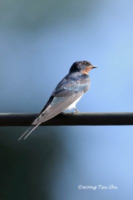 (Hirunda rustica gutturalis) Barn Swallow