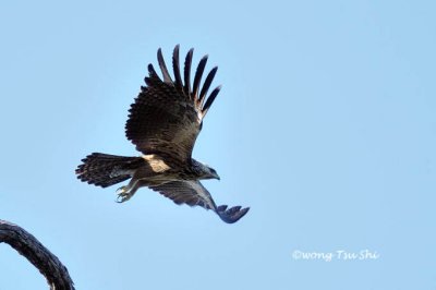 (Ictinaetus malaiensis)Black Eagle - Immature