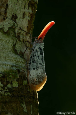 HEMITERA - Auchenorrhyncha -  Lantern bugs
