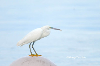 (Egretta sacra) Pacific Reef Egret  White Morph