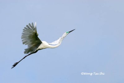 (Ardea modesta) Eastern Great Egret
