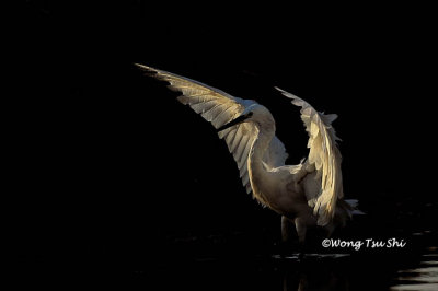 (Egretta garzetta) Little Egret
