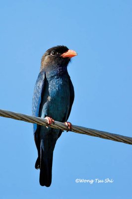 (Eurystomus orientalis orientalis) Dollar Bird