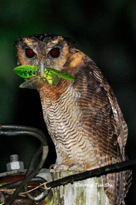 (Strix leptogrammica) Bornean Wood Owl