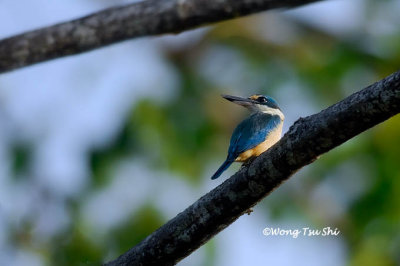 (Todiramphus sanctus) Sacred Kingfisher