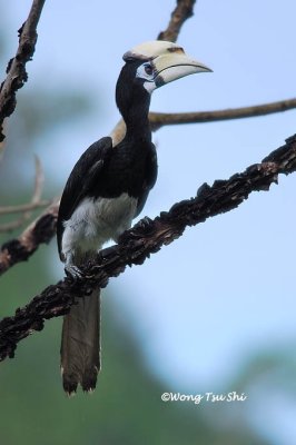 (Anthracoceros albirostris convexus) Oriental Pied Hornbill ♂