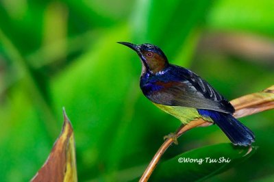 (Anthreotes malacensis) Brown-throated Sunbird ♂