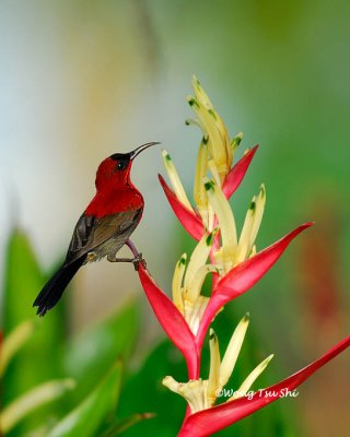 (Aethopyga siparaja) Crimson Sunbird ♂