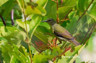 (Anthreotes malacensis) Brown-throated Sunbird ♀