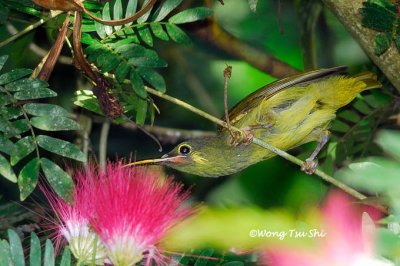 (Arachnothera chrysogenys harrissoni) Yellow-eared Spiderhunter