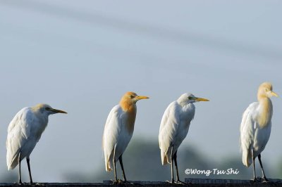 (Ardea ibis) Cattle Egret