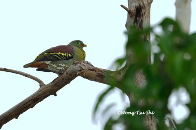 (Treron curvirostra )Thick-billed Green Pigeon ♂