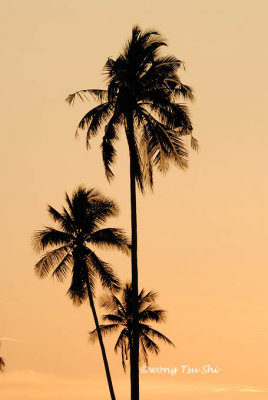 (Cocos nucifera)Coconut tree