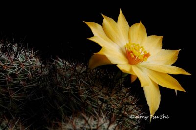 Cactus flower