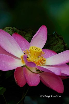 <i>(Nelumbo nucifera)</i><br />Lotus