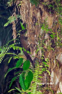 (Paradoxurus hermaphroditus) Comon Palm Civet