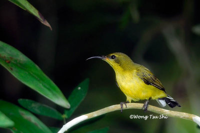 (Cinnyris ornatus) Ornate Sunbird ♀