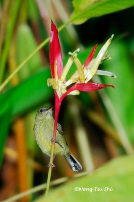 (Aethopyga siparaja) Crimson Sunbird ♀