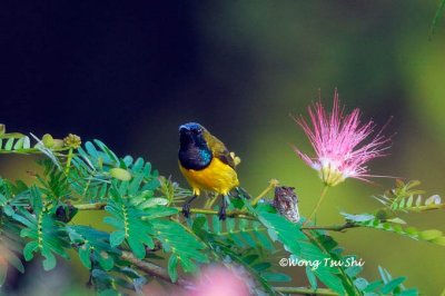 (Cinnyris ornatus) Ornate Sunbird ♂