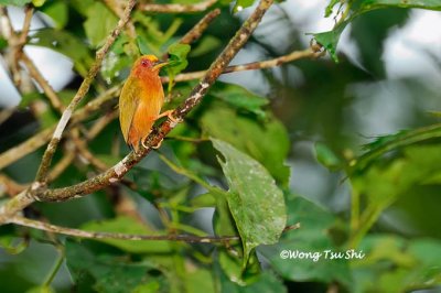 (Sasia abnormis abnormis)Rufous Piculet ♂