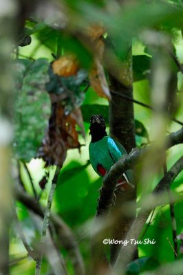 (Pitta sordida muelleri) Hooded Pitta