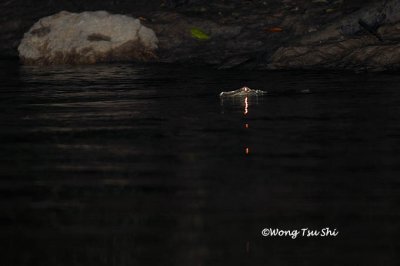 (Crocodylus porosus)  Estuarine Crocodile