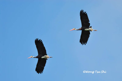 (Ciconia stormi) Storm's Stork