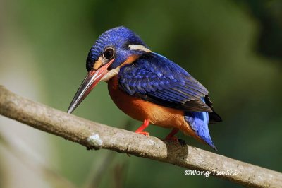 <i>(Alcedo meninting)</i> <br />Blue-eared Kingfisher