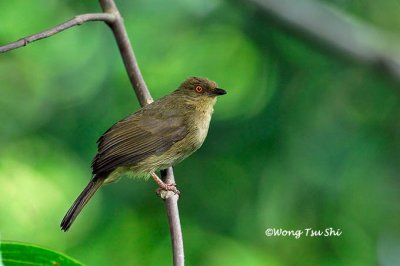 (Pycnonotus brunneus brunneus) Asian Red-eyed Bulbul