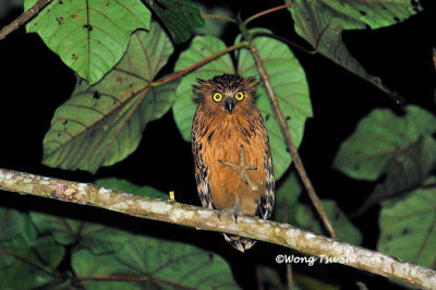 (Bubo ketupu) Buffy Fish Owl