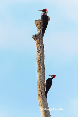 (Dryocopus javensis)White-bellied Woodpecker ♂♀